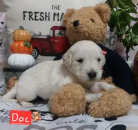Doc, a male English Cream Golden Retriever for sale in Saint Mary, MO – 7 of 10