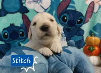 Stitch, a male Golden Retriever for sale in Saint Mary, MO – 2 of 9