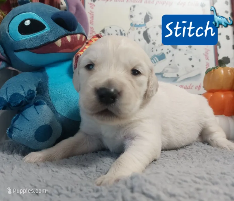 Stitch, a male Golden Retriever for sale in Saint Mary, MO – 1 of 9