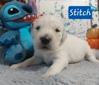 Stitch, a male Golden Retriever for sale in Saint Mary, MO – 1 of 9