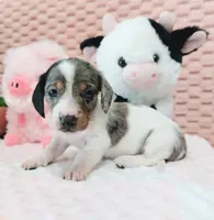 Muffin, a female Miniature Dachshund for sale in Saint Mary, MO – 6 of 10