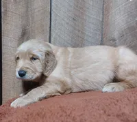 Oliver, a male Golden Retriever for sale in Saint Mary, MO – 3 of 5