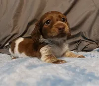 Badger, a male Miniature Dachshund for sale in Saint Mary, MO – 2 of 2