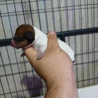 Waffles, a male Miniature Dachshund for sale in Saint Mary, MO – 5 of 6