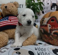 Doc, a male English Cream Golden Retriever for sale in Saint Mary, MO – 4 of 10