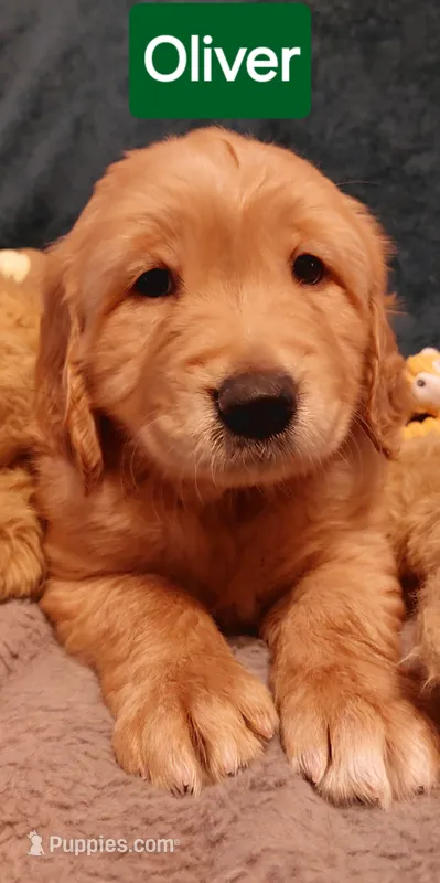 Oliver – Golden Retriever puppy for sale in Saint Mary, MO
