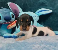 S'mores, a male Miniature Dachshund for sale in Saint Mary, MO – 2 of 8