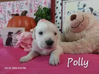 Polly, a female English Cream Golden Retriever for sale in Saint Mary, MO – 4 of 9