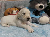 Paddington, a male English Cream Golden Retriever for sale in Saint Mary, MO – 2 of 8