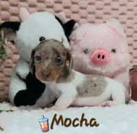 Mocha, a female Miniature Dachshund for sale in Saint Mary, MO – 4 of 6