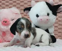 Muffin, a female Miniature Dachshund for sale in Saint Mary, MO – 5 of 10
