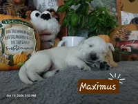 Maximus, a male Golden Retriever for sale in Saint Mary, MO – 2 of 8