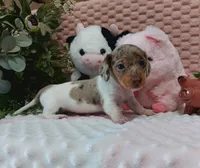 Mocha, a female Miniature Dachshund for sale in Saint Mary, MO – 2 of 6