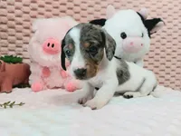 Muffin, a female Miniature Dachshund for sale in Saint Mary, MO – 3 of 10