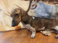 S'mores, a male Miniature Dachshund for sale in Saint Mary, MO – 7 of 8