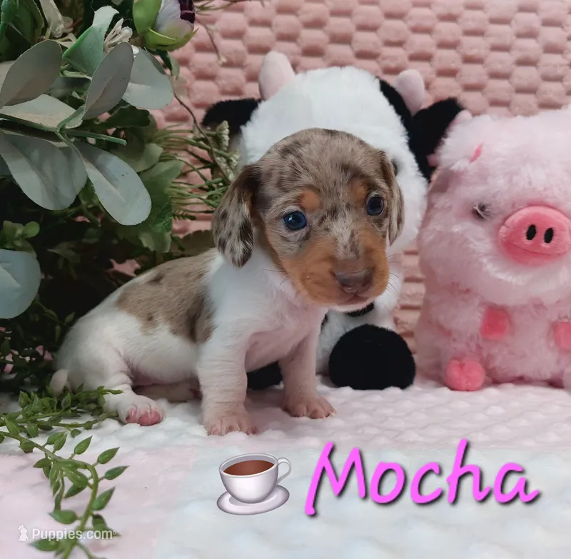 Mocha – Miniature Dachshund puppy for sale in Saint Mary, MO
