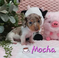 Mocha, a female Miniature Dachshund for sale in Saint Mary, MO – 1 of 6