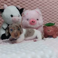 Mocha, a female Miniature Dachshund for sale in Saint Mary, MO – 3 of 6