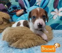 Biscuit, a male Miniature Dachshund for sale in Saint Mary, MO – 4 of 8