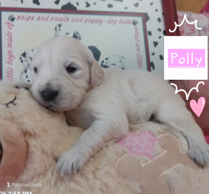 Polly – Golden Retriever puppy on hold in Saint Mary, MO