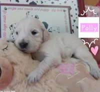 Polly, a female Golden Retriever for sale in Saint Mary, MO – 1 of 6