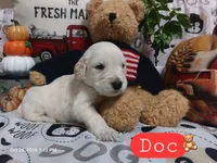 Doc, a male English Cream Golden Retriever for sale in Saint Mary, MO – 6 of 10