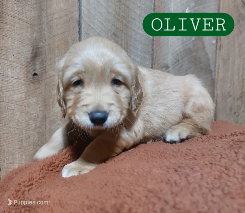 Oliver – Golden Retriever puppy for sale in Saint Mary, MO