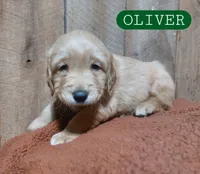 Oliver, a male Golden Retriever for sale in Saint Mary, MO – 4 of 5