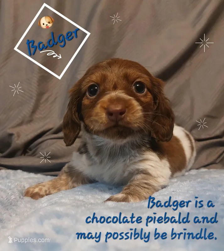 Badger – Miniature Dachshund puppy for sale in Saint Mary, MO