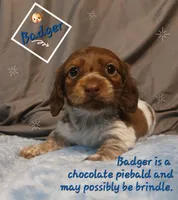 Badger, a male Miniature Dachshund for sale in Saint Mary, MO – 1 of 2