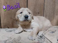 Basil, a female Golden Retriever for sale in Saint Mary, MO – 3 of 6