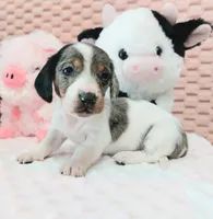 Muffin, a female Miniature Dachshund for sale in Saint Mary, MO – 2 of 10