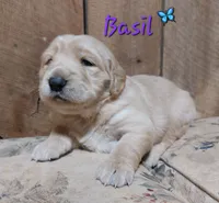 Basil, a female Golden Retriever for sale in Saint Mary, MO – 4 of 6