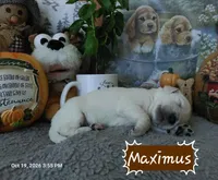 Maximus, a male English Cream Golden Retriever for sale in Saint Mary, MO – 3 of 6