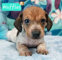 Waffles, a male Miniature Dachshund for sale in Saint Mary, MO – 3 of 6