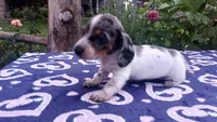 Little ann, a female Miniature Dachshund for sale in Saint Mary, MO – 4 of 4