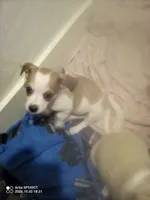 You Choose His Name, a male Jack Russell Terrier and Chihuahua for sale in Santa Ana, CA – 1 of 1