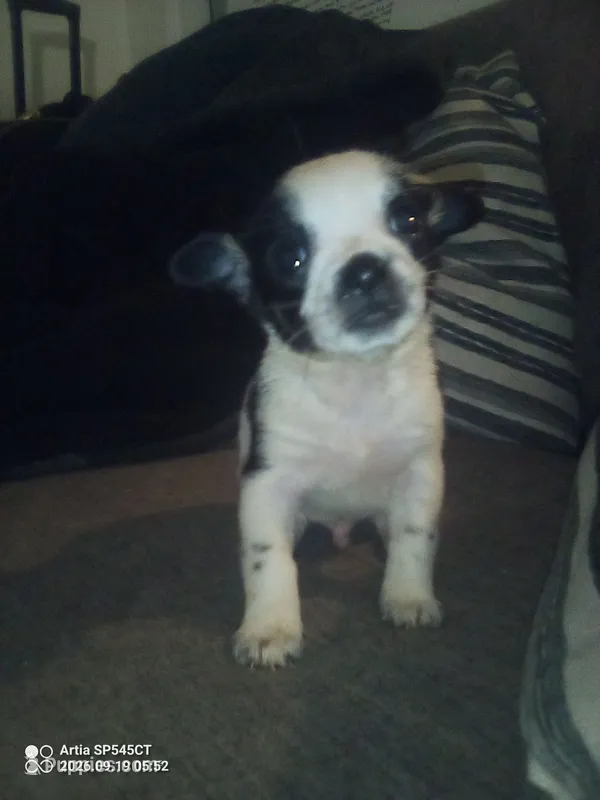 You Choose – Jack Russell Terrier, Chihuahua puppy for sale in Santa Ana, CA