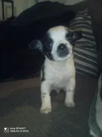 You Choose, a male Jack Russell Terrier and Chihuahua for sale in Santa Ana, CA – 1 of 1