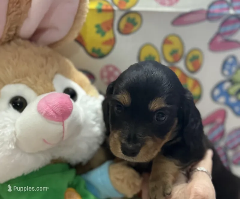 Charlie girl – Miniature Dachshund puppy for sale in Middleburg, FL