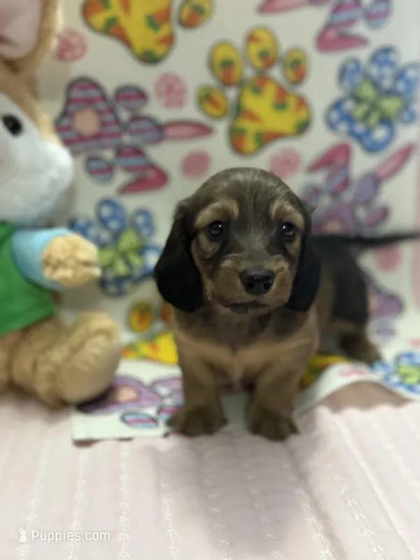 Rocky girl – Miniature Dachshund puppy for sale in Middleburg, FL