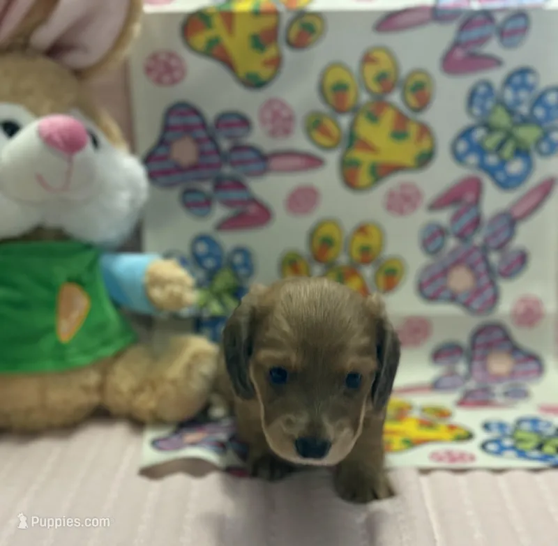 Isabella  – Miniature Dachshund puppy for sale in Middleburg, FL