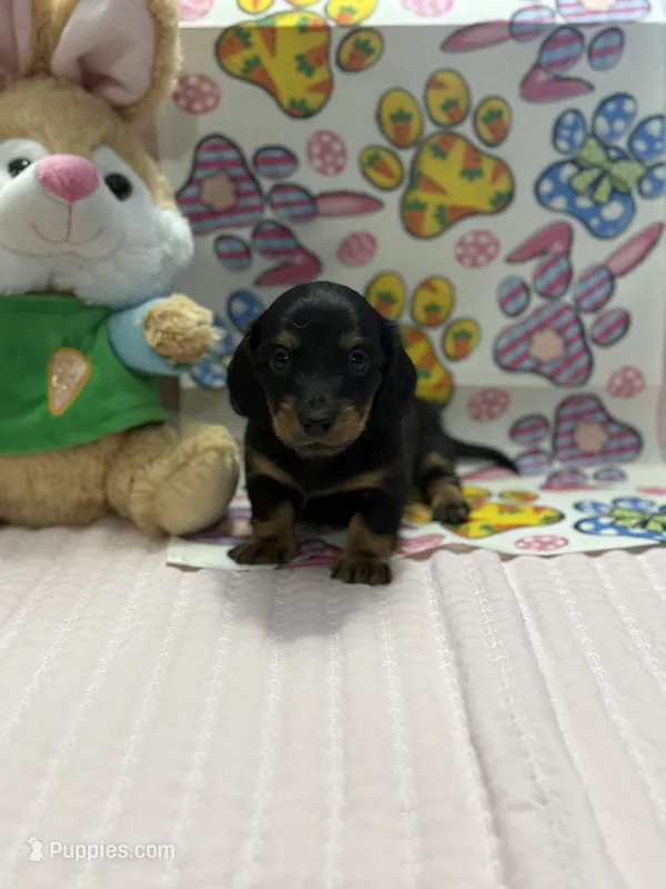 Little bit  – Miniature Dachshund puppy for sale in Middleburg, FL