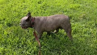 Bella , a female French Bulldog for sale in Harrison, AR – 8 of 8
