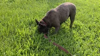 Bella , a female French Bulldog for sale in Harrison, AR – 7 of 8