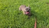 Bella , a female French Bulldog for sale in Harrison, AR – 6 of 8