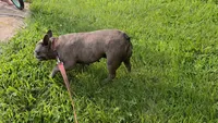Bella , a female French Bulldog for sale in Harrison, AR – 3 of 8