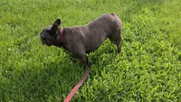 Bella , a female French Bulldog for sale in Harrison, AR – 4 of 8