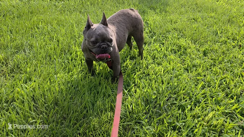 Bella  – French Bulldog puppy for sale in Harrison, AR