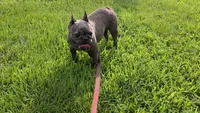 Bella , a female French Bulldog for sale in Harrison, AR – 1 of 8